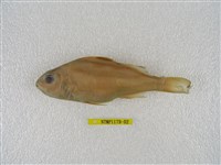 藏品(花身鯻)的圖片